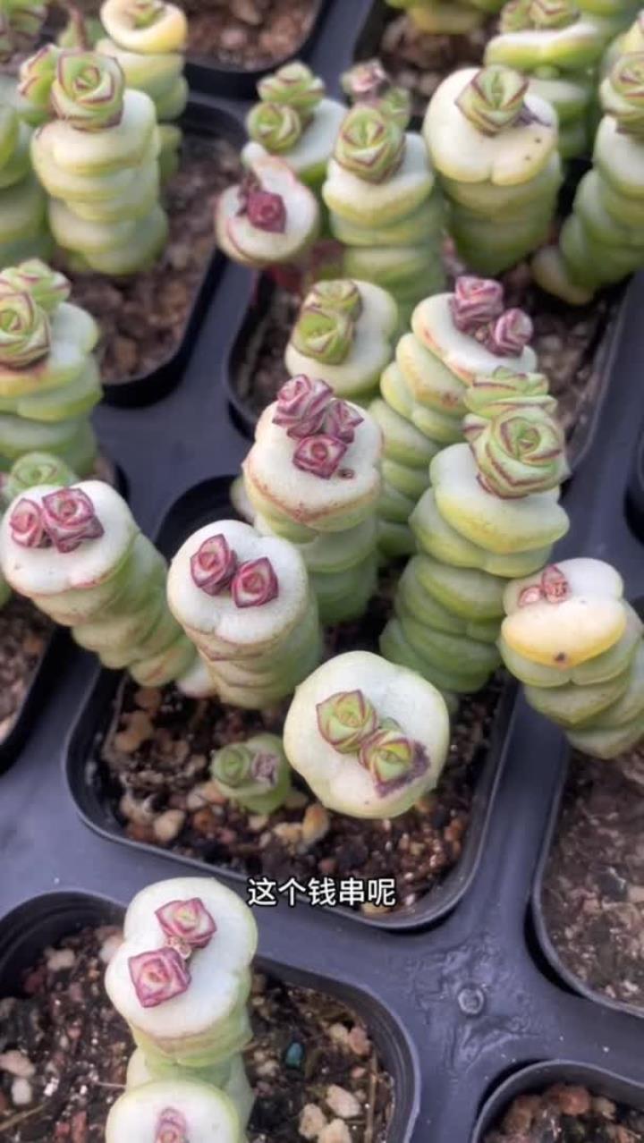 多肉砍头的好处你还知道哪些