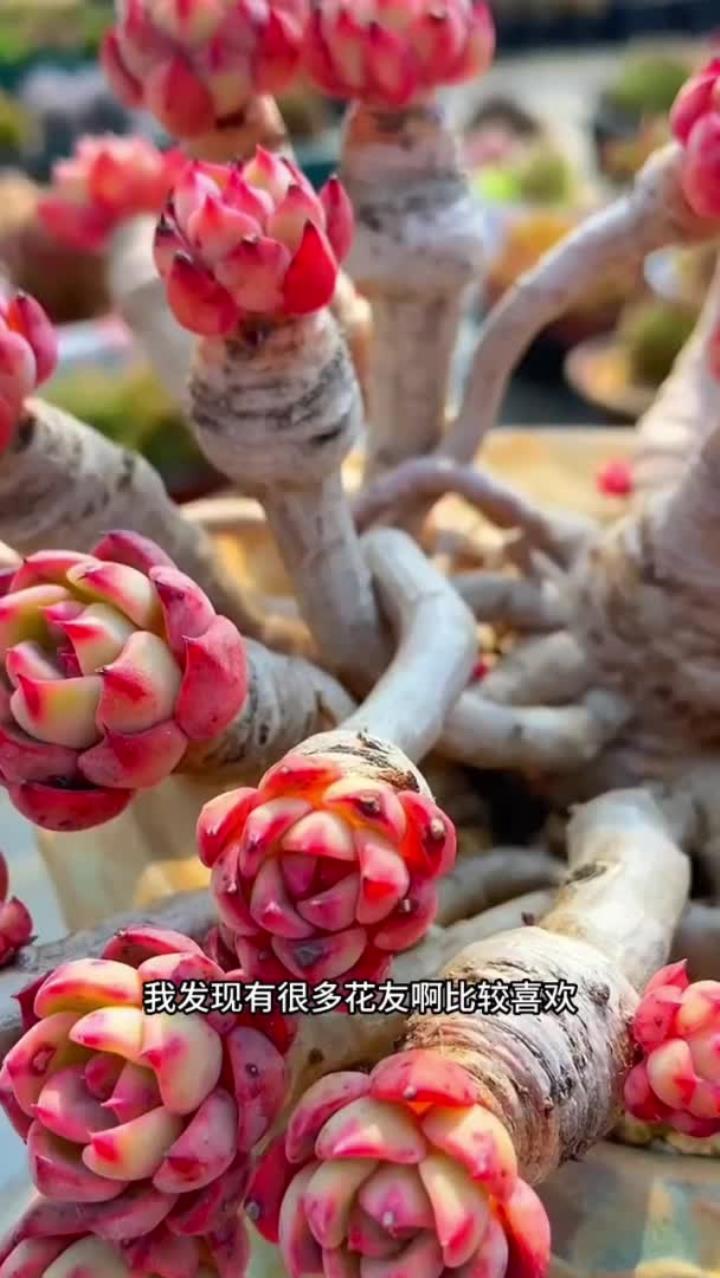 多肉快速养成老桩的三个小技巧