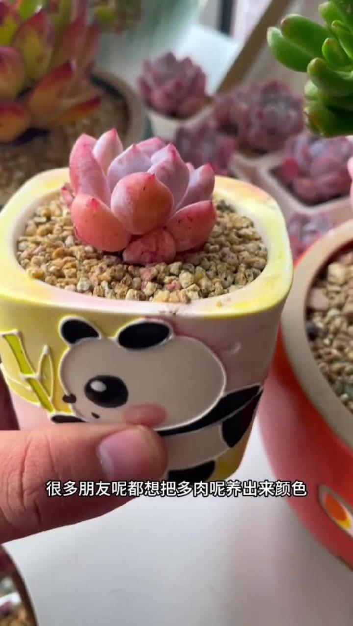 多肉上色最关键的是温差和光照，这两个条件是缺一不可的
