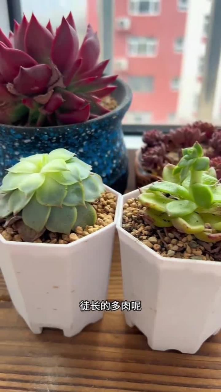 多肉徒长了该怎么办,你还知道哪些方法?