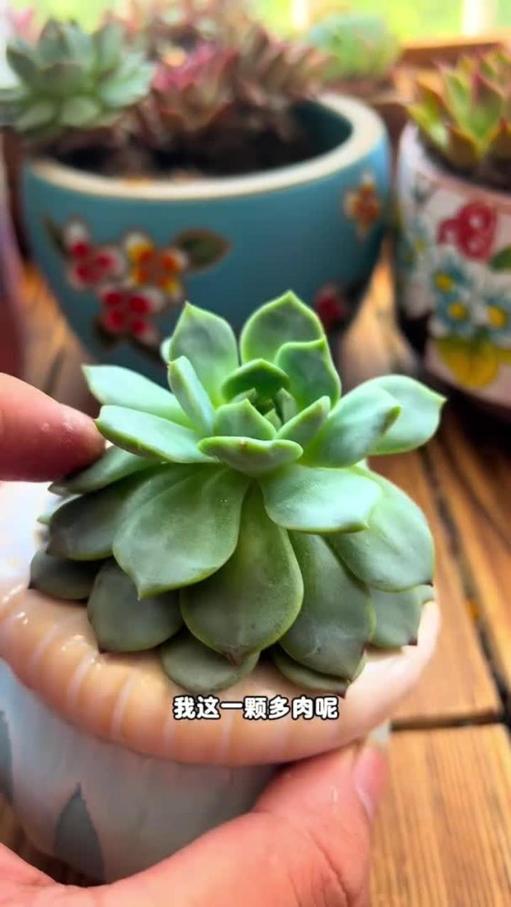 多肉徒长了怎么办?