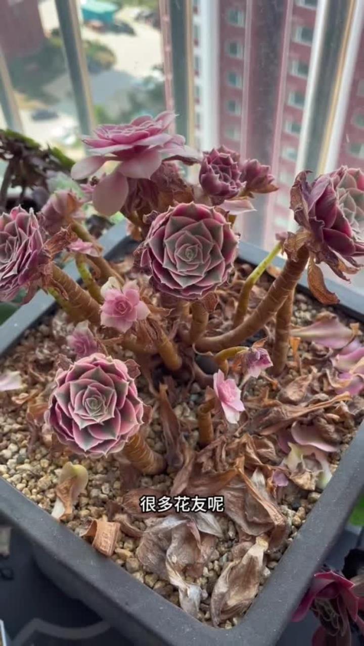 多肉想要养出颜色，其实还是很简单的