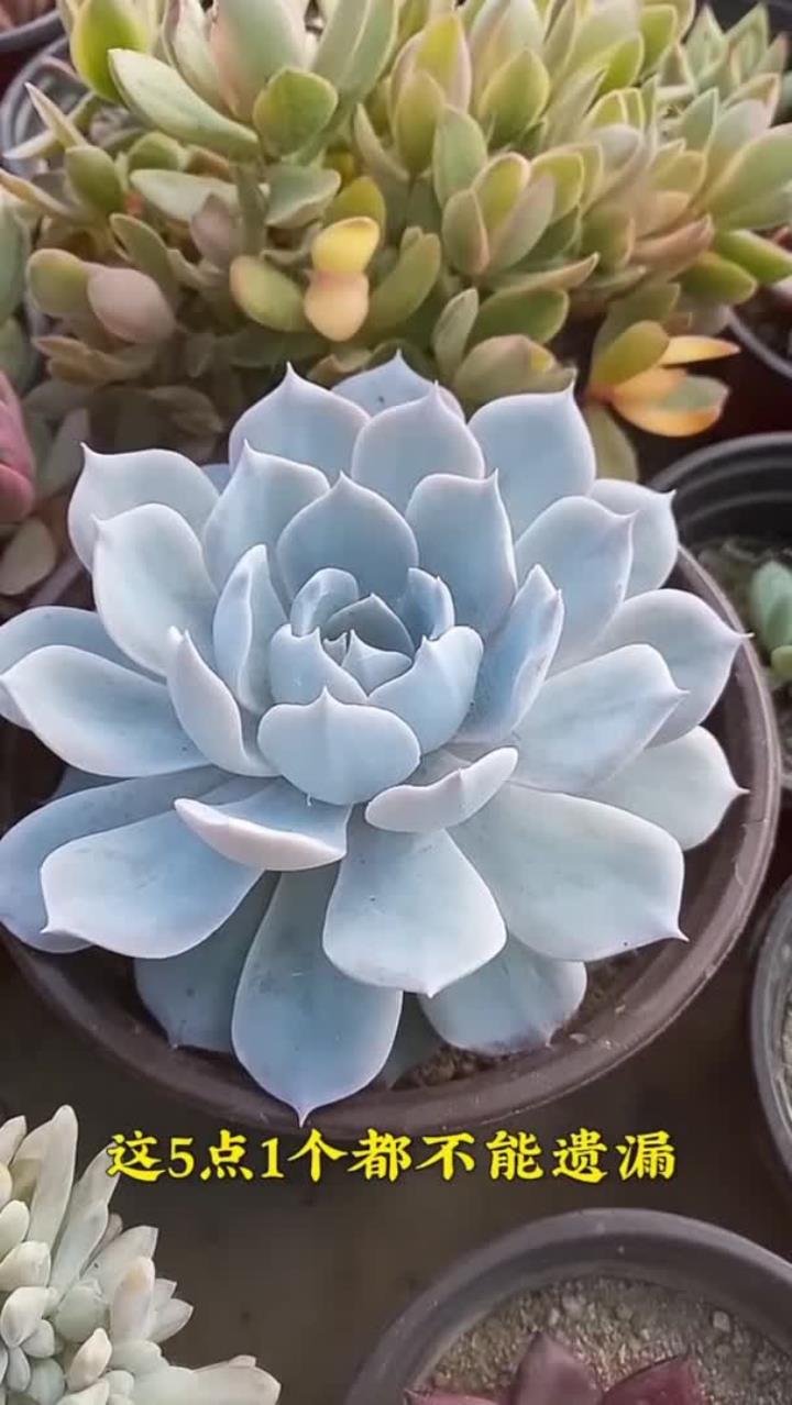 多肉正确养护，这四点不能遗漏