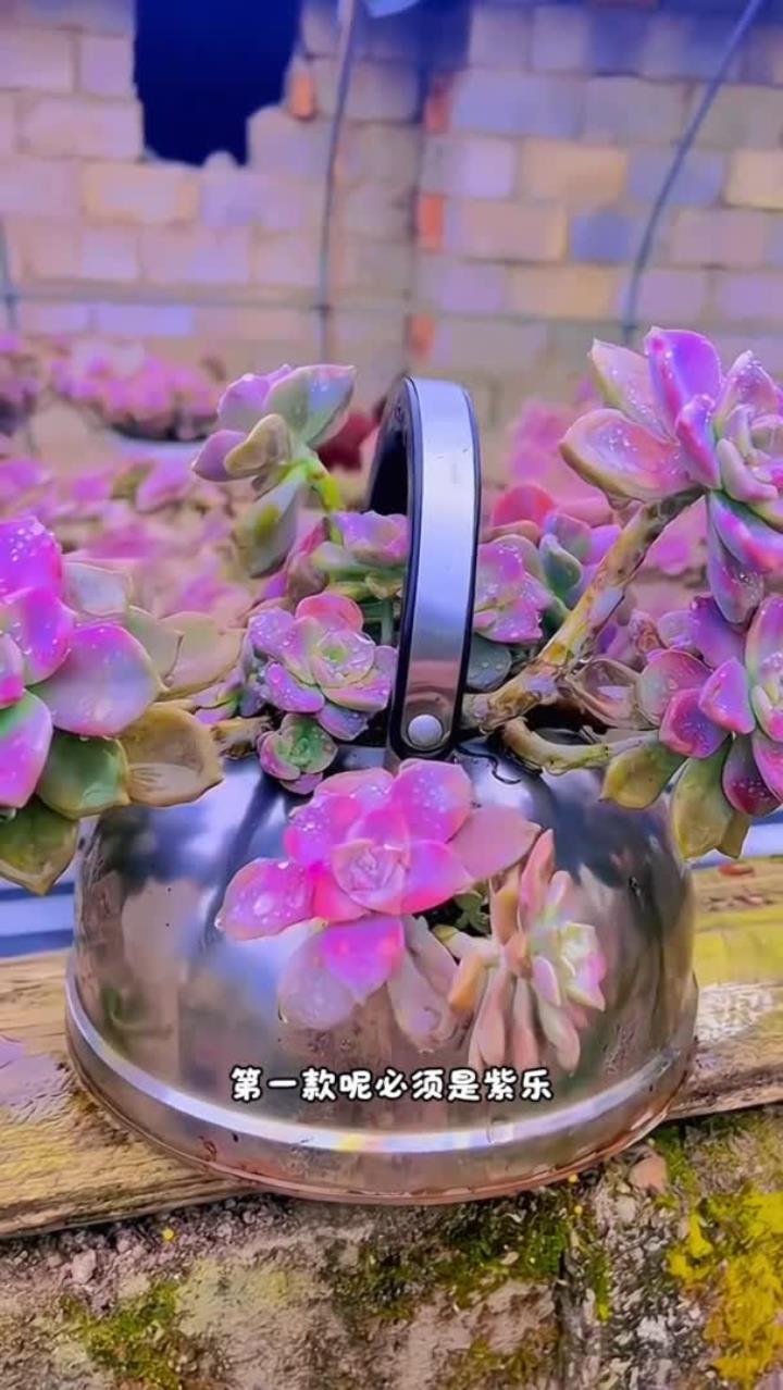 多肉知名度排行,快来看看是不是你心里的排行