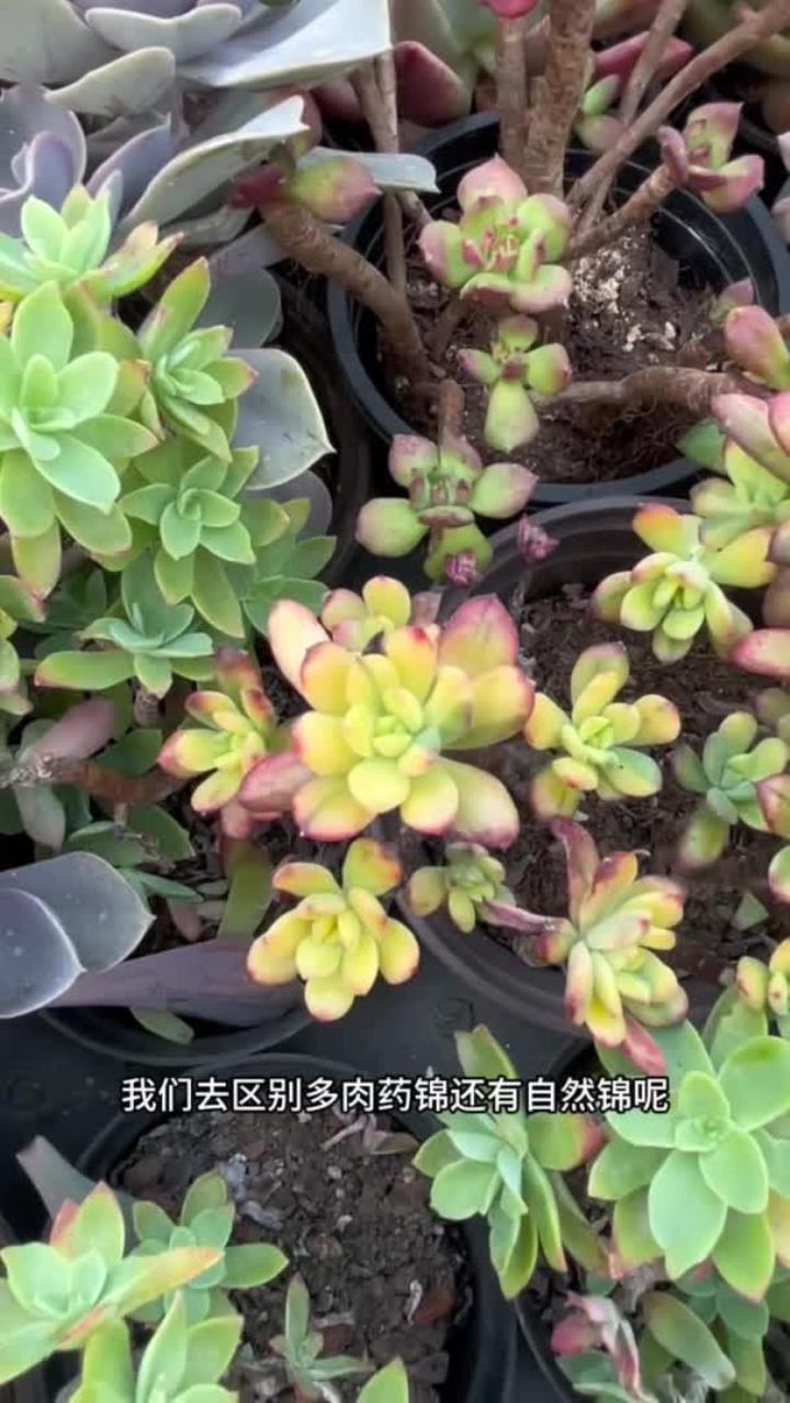多肉自然锦和药锦的区别