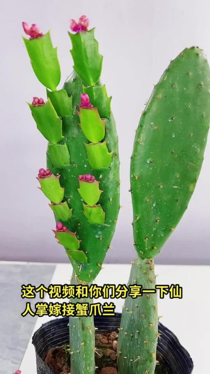 花卉绿植盆栽：分享家庭养花知识，花卉绿植基础养护