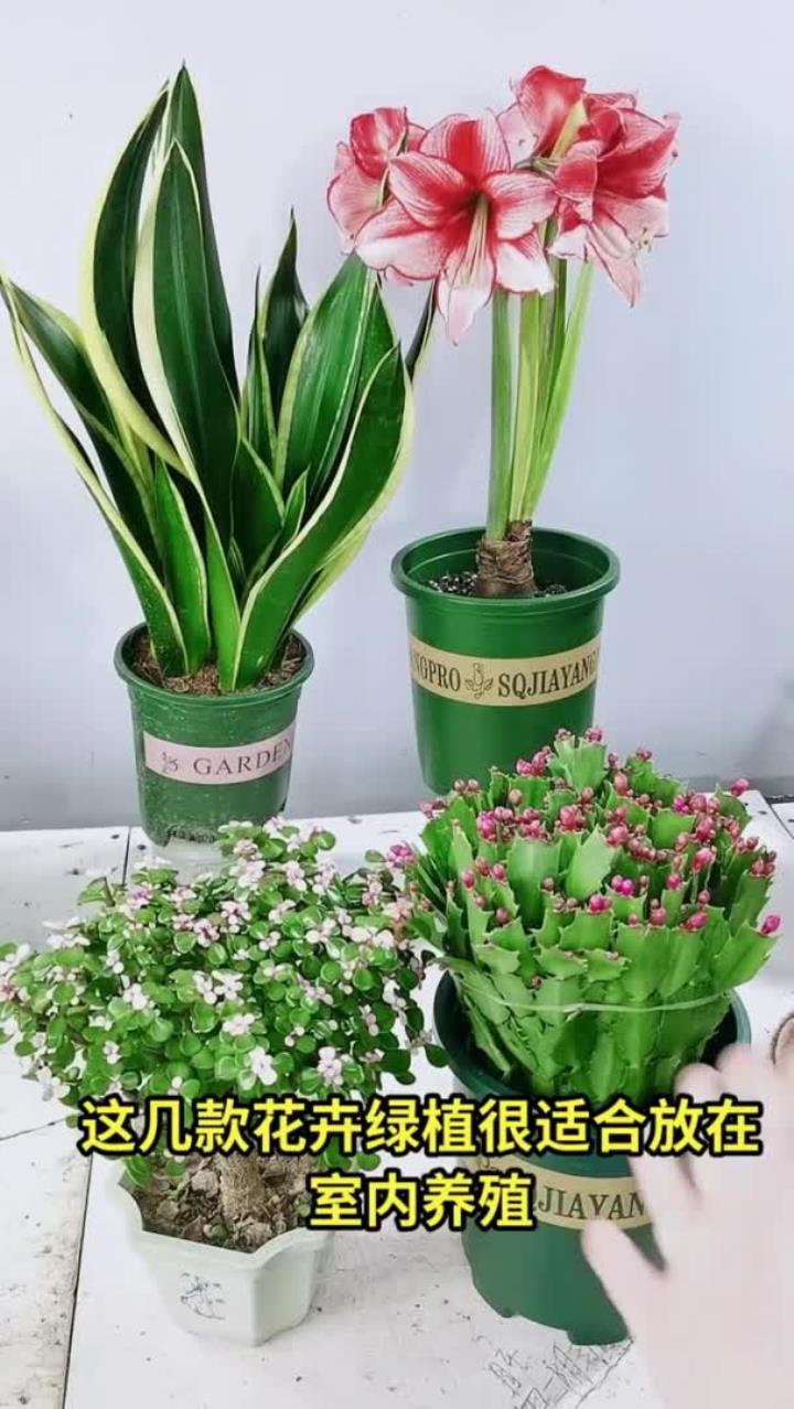 花卉绿植盆栽：很多人喜欢居家养花草，每天分享相关知识