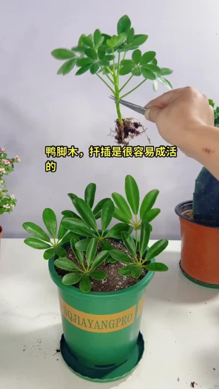 花卉绿植盆栽：鸭脚木（八方来财）的繁殖方法分享