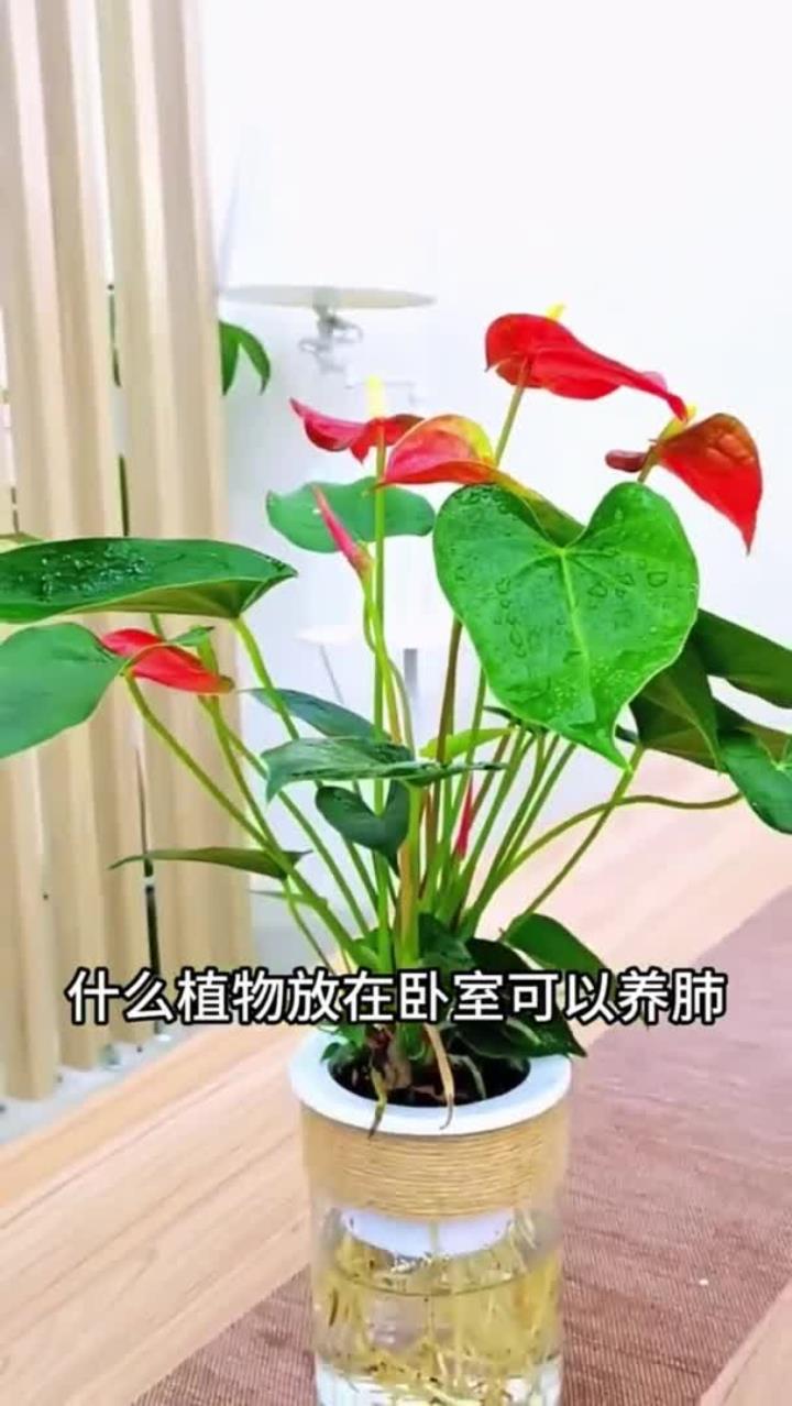 家里什么都不养，也要养一盆红掌，叶子鲜艳如血，寓意超好