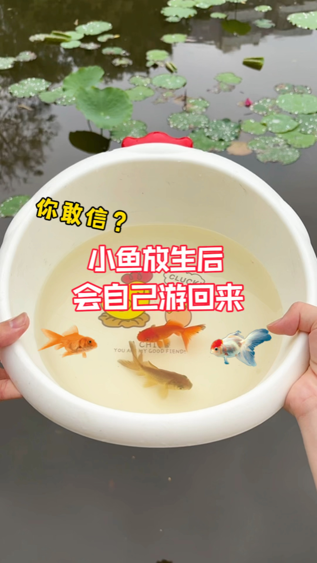 把小金鱼放生后,会自己游回来?