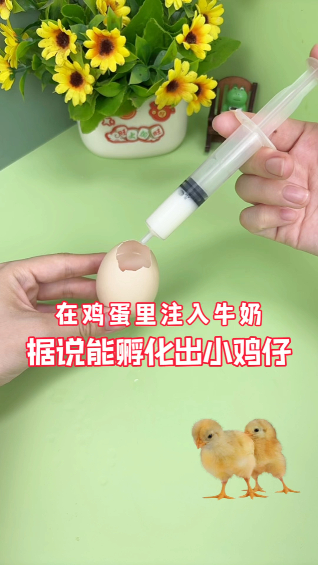 在鸡蛋里注入牛奶,据说能孵化出小鸡崽?