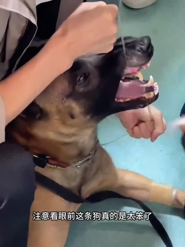 狗被鱼刺卡嗓子