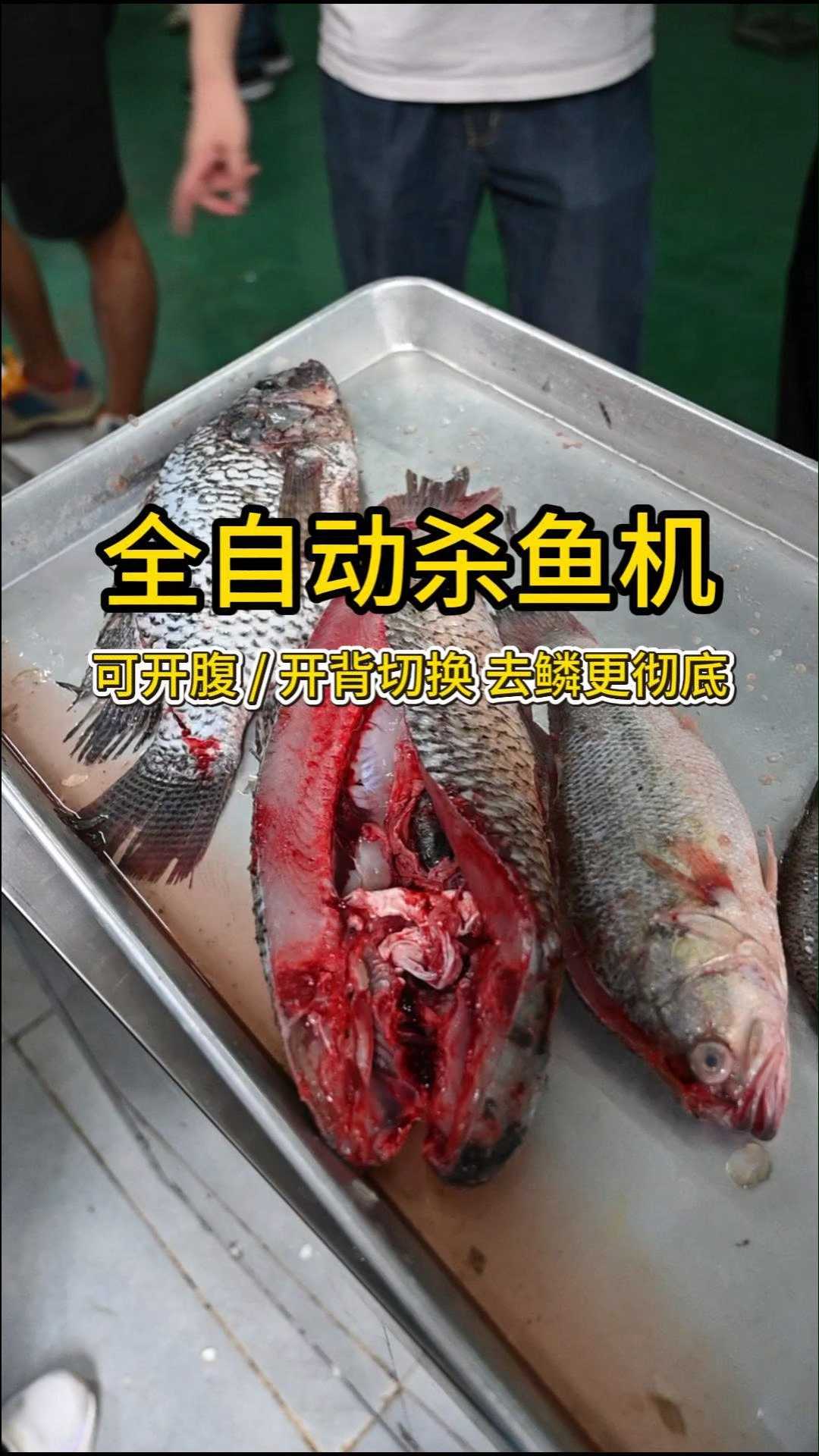 全自动杀鱼机