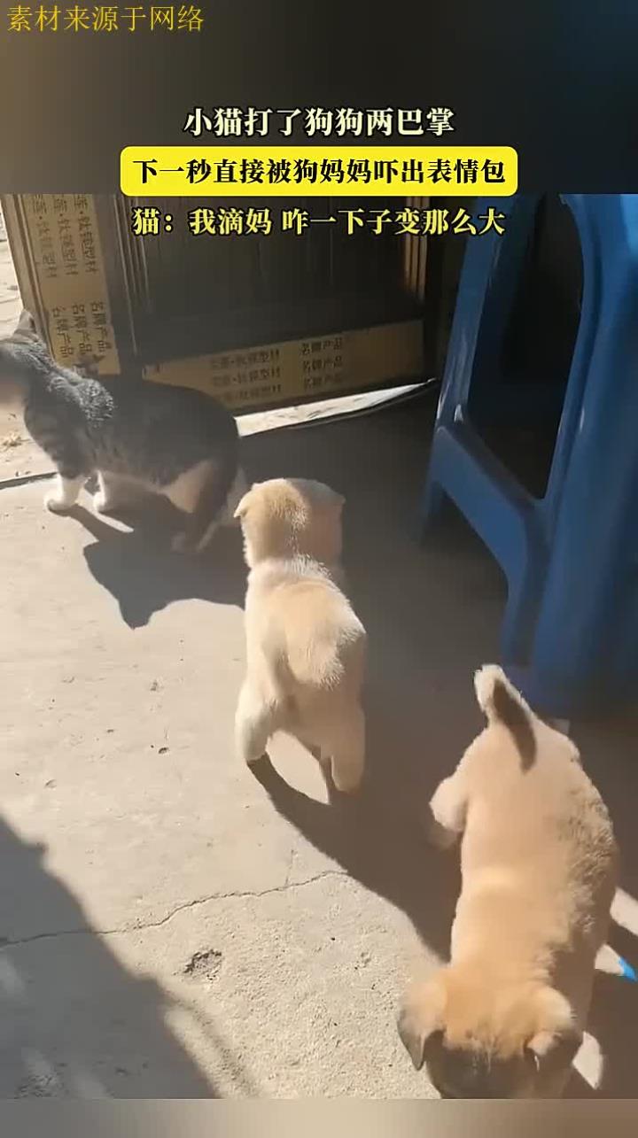 小猫打了狗狗两巴掌,下一秒直接被狗妈妈吓出表情包