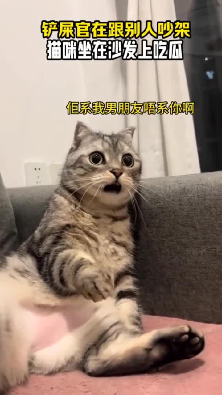 别人吵架,结果猫咪坐在一旁沙发上吃瓜,这表情也太好笑了吧!傻猫头像