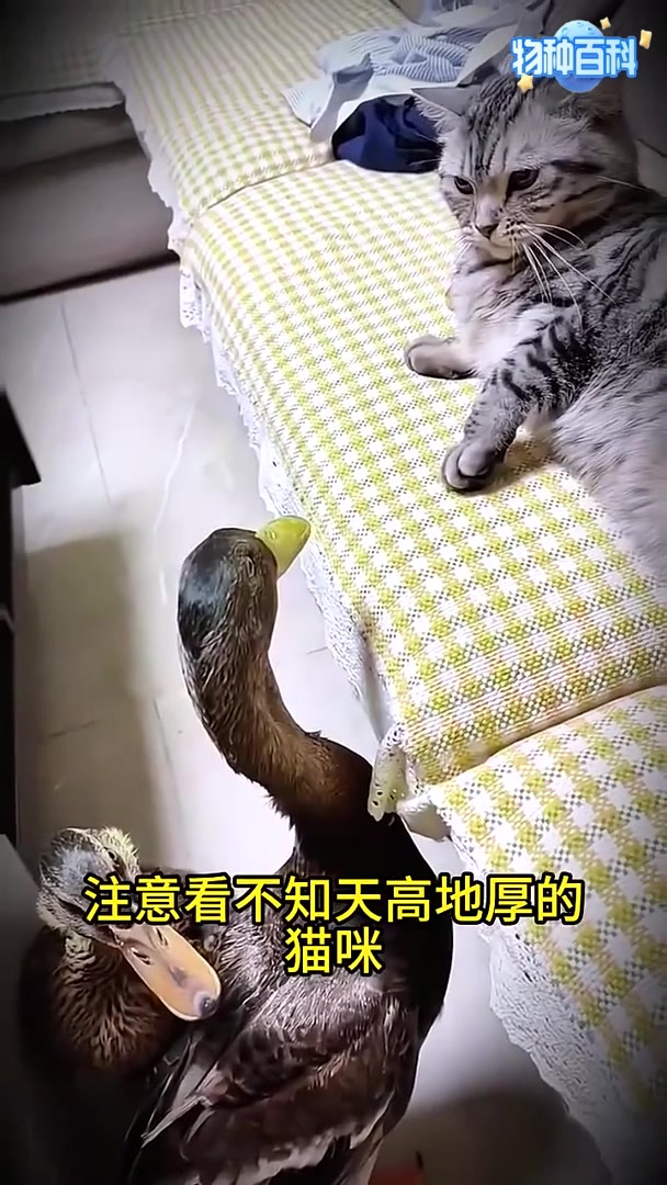 猫咪欺负鸭子，鸭子奋起反击制裁猫咪动物世界傻猫本猫