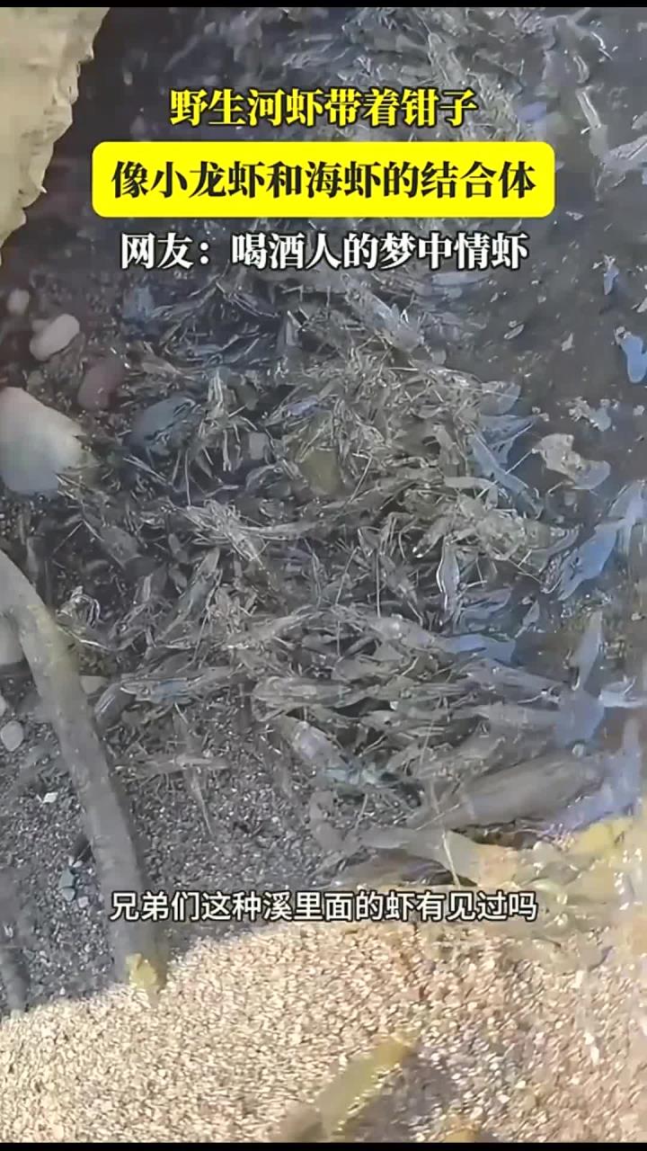野生河虾带着钳子,像小龙虾和海虾的结合体,网友:喝酒人的梦中情虾