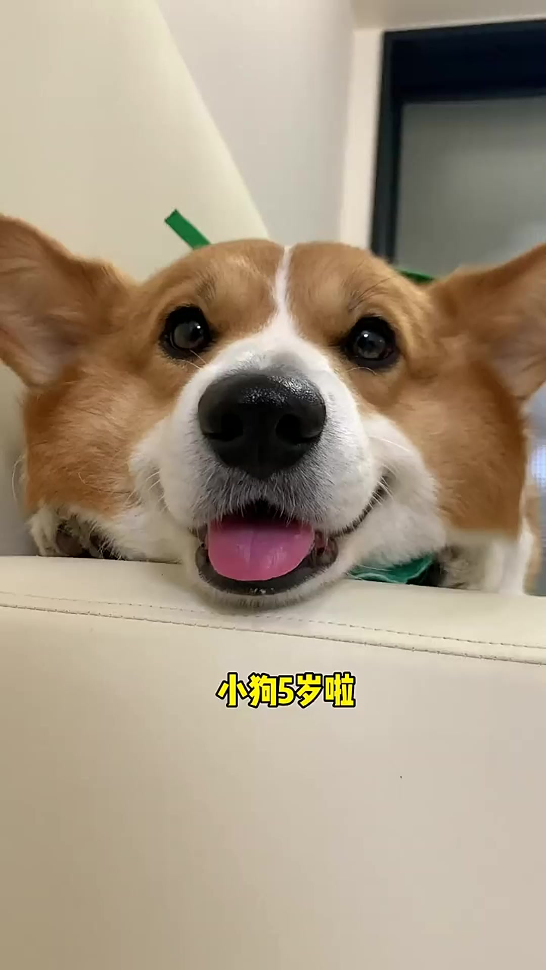 狗狗我呀,今天过5岁生日啦!