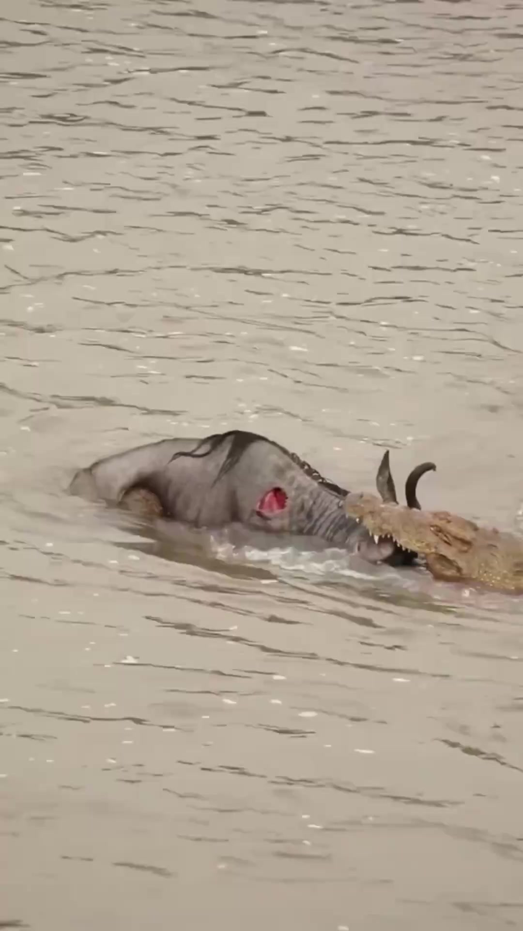 尼罗鳄咬住角马的脑袋不让它渡河！