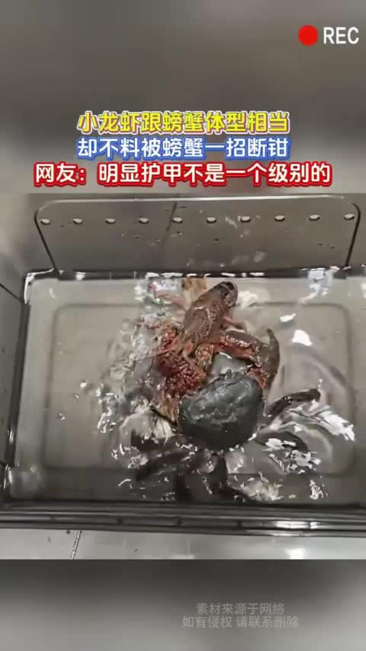 小龙虾跟螃蟹体型相当,却不料被螃蟹一招断钳