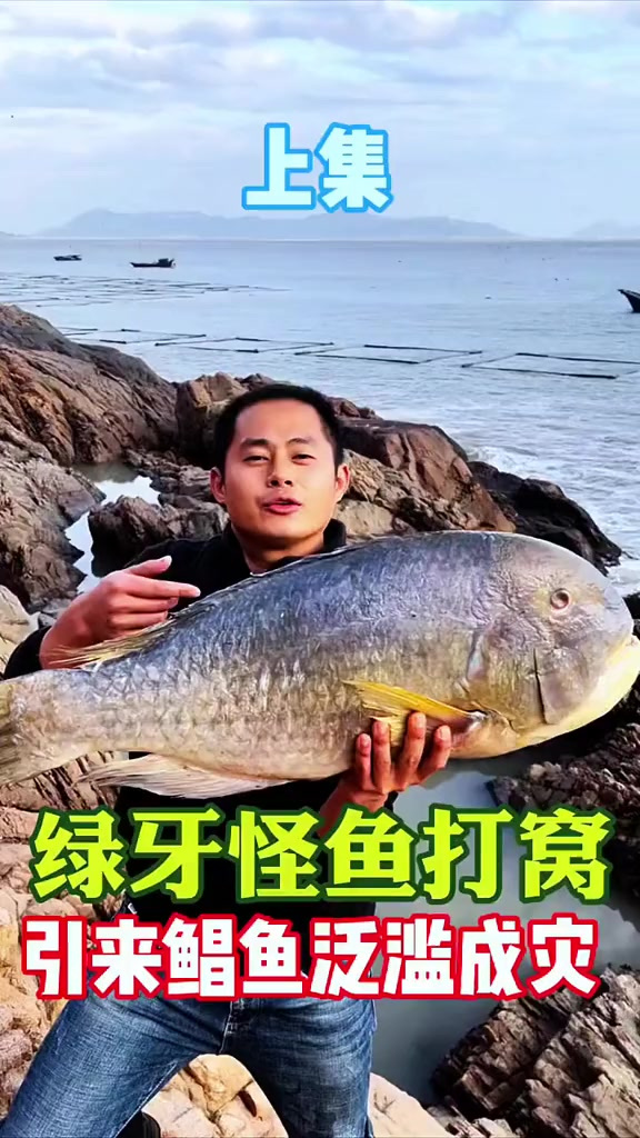 十几斤绿牙鱼打窝 引来天敌鲳鱼石斑鱼结伴寻仇，阿向坐收渔人之利 空手爆抓40斤 大赚5倍