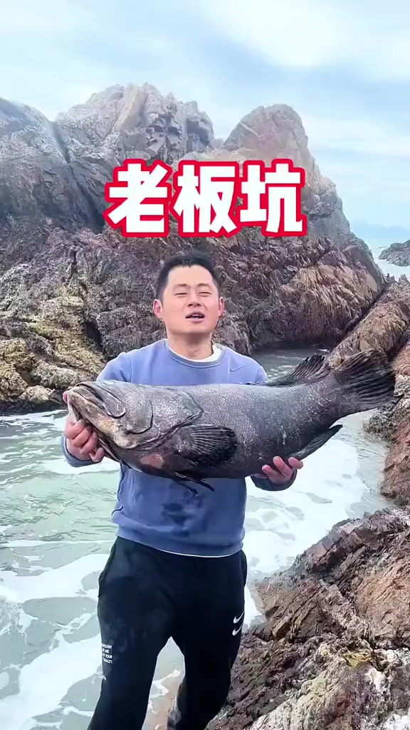 老虎斑打窝引来石斑鱼抓不停 八爪鱼张牙舞爪上演吸星大法 鱼货暴卖1700