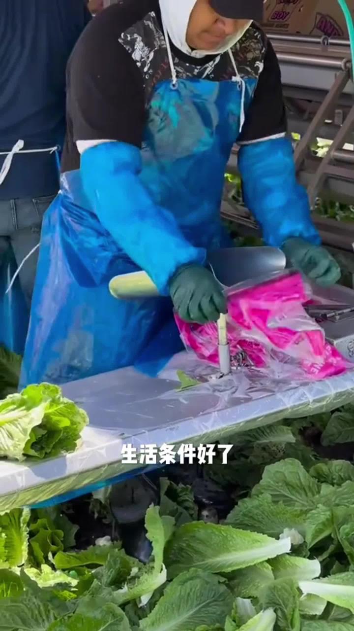 大的小的都是白菜,包装好就卖的贵,还是农村自己种的小白菜好!