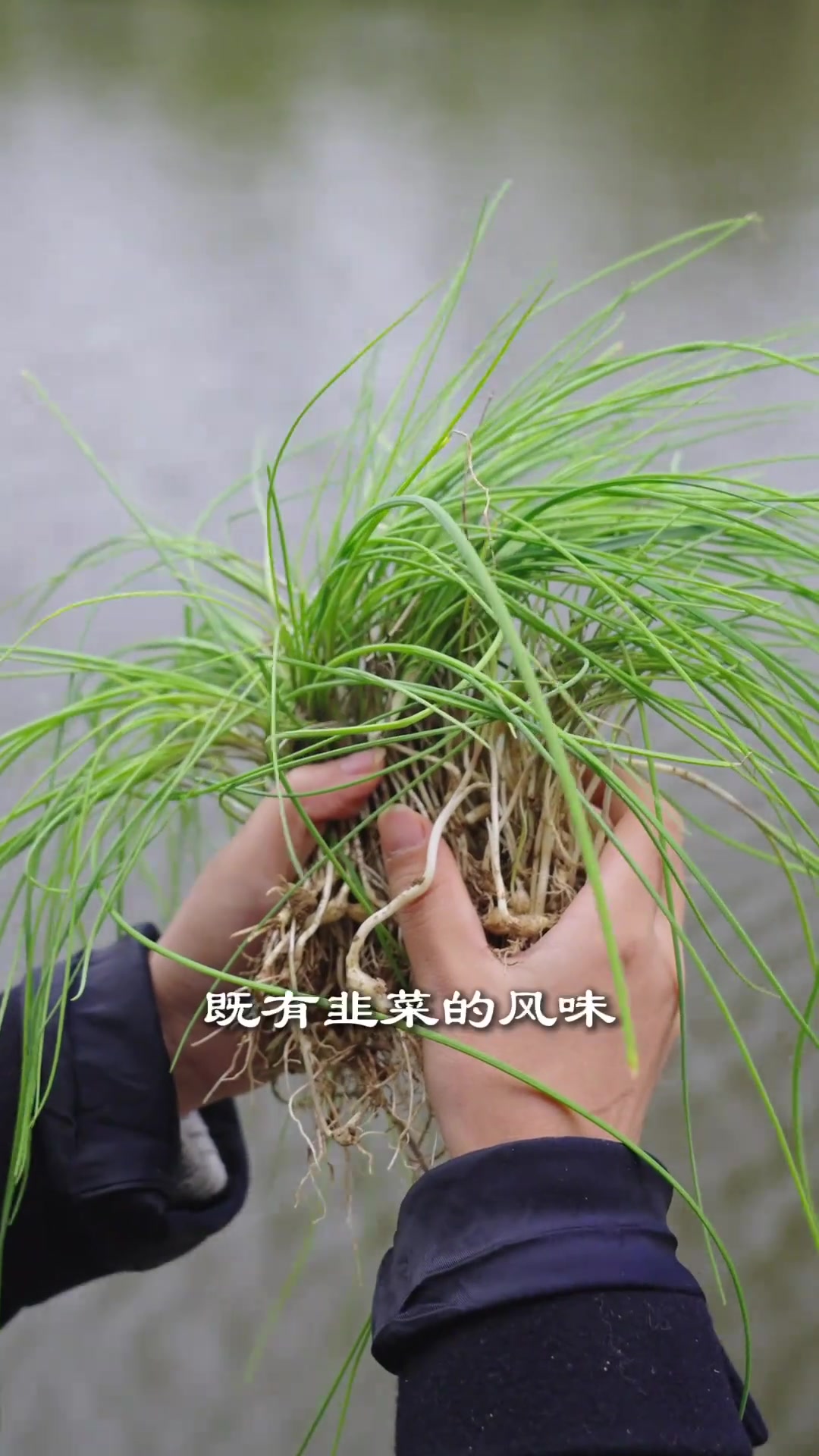 这种农村常见的野菜,不仅好吃,还有很高的营养价值,你吃过吗