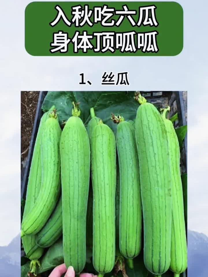 入秋吃六瓜,身体顶呱呱。立秋秋季应该吃什么应季蔬菜水果