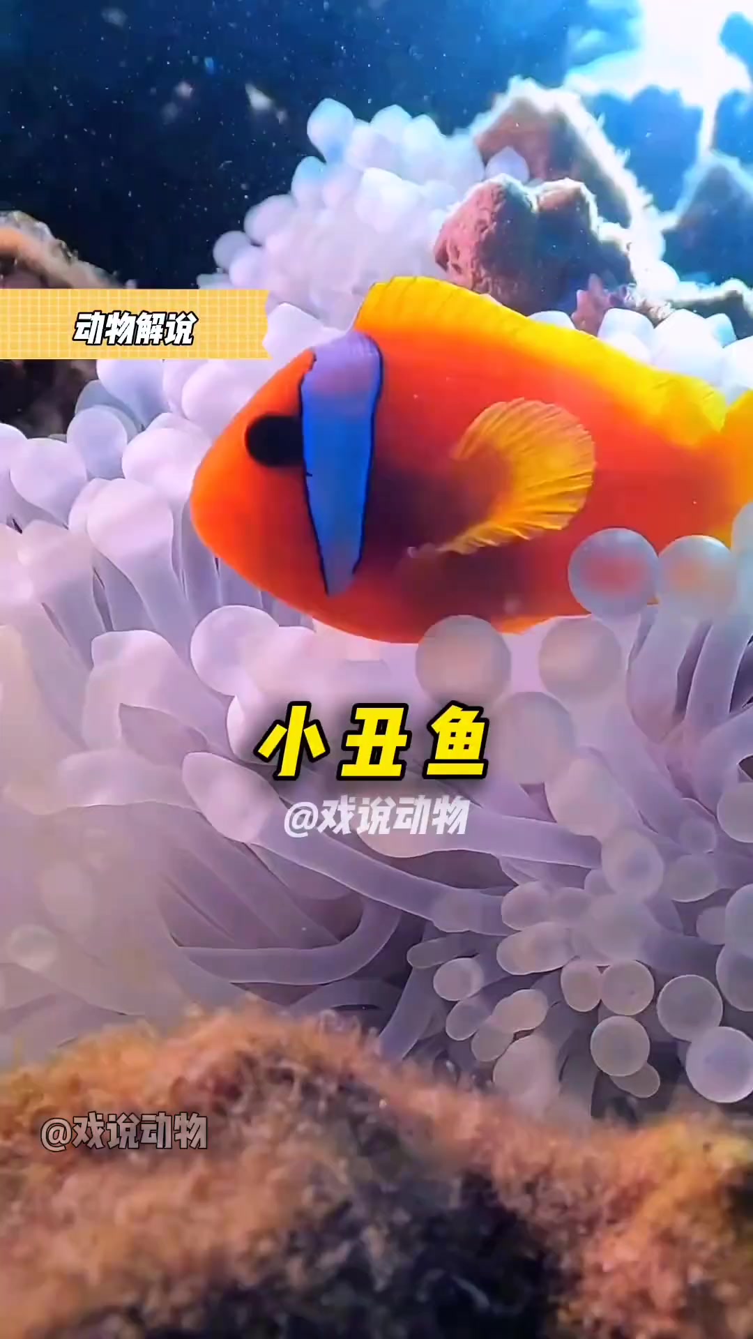 可爱的小丑鱼