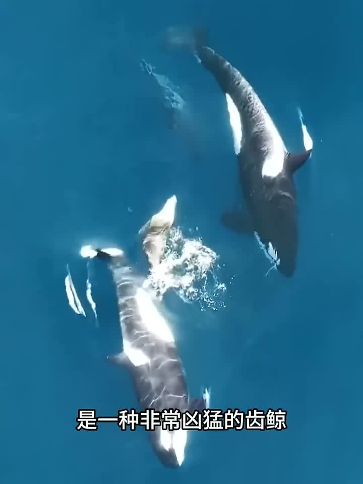 这些鲸鱼你都见过吗?