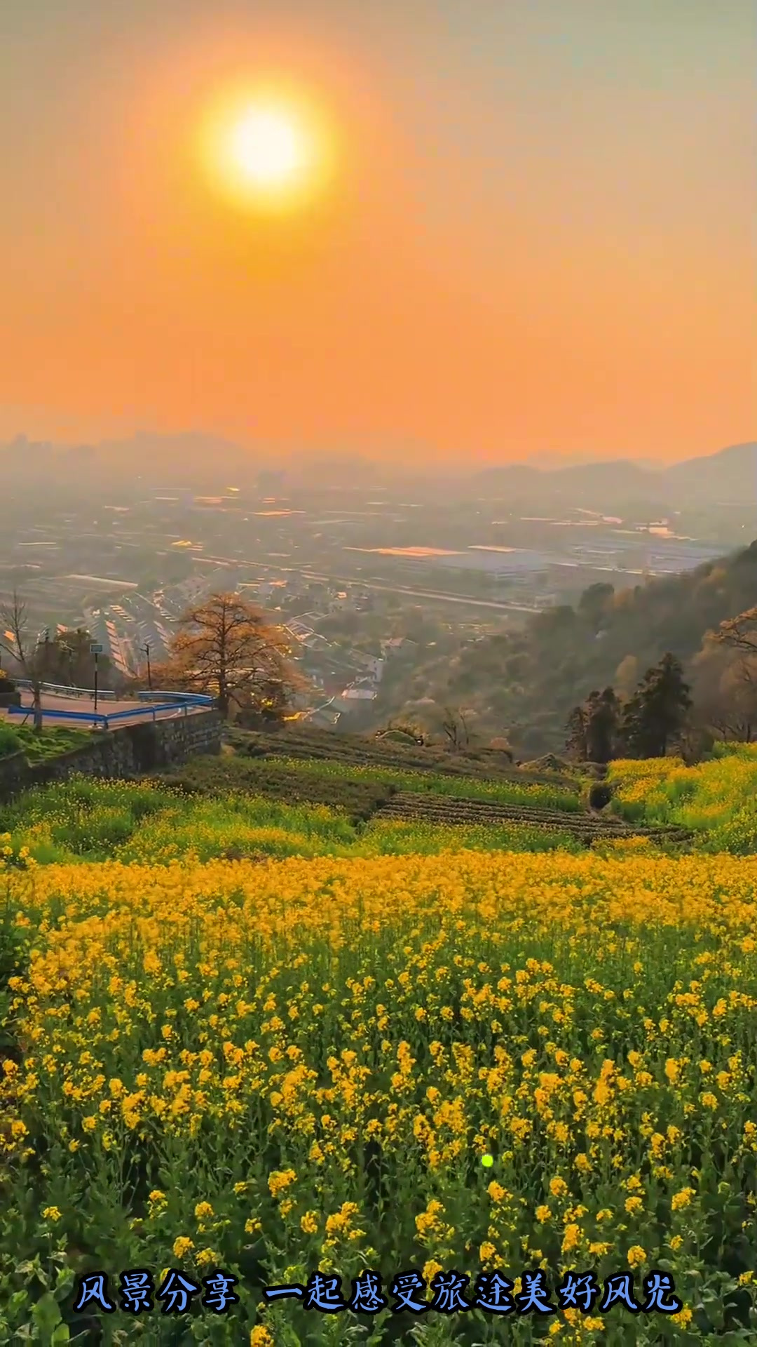 夏日旅游,春风吹过,落日下的山里王油菜花海是这样的,旅行推
