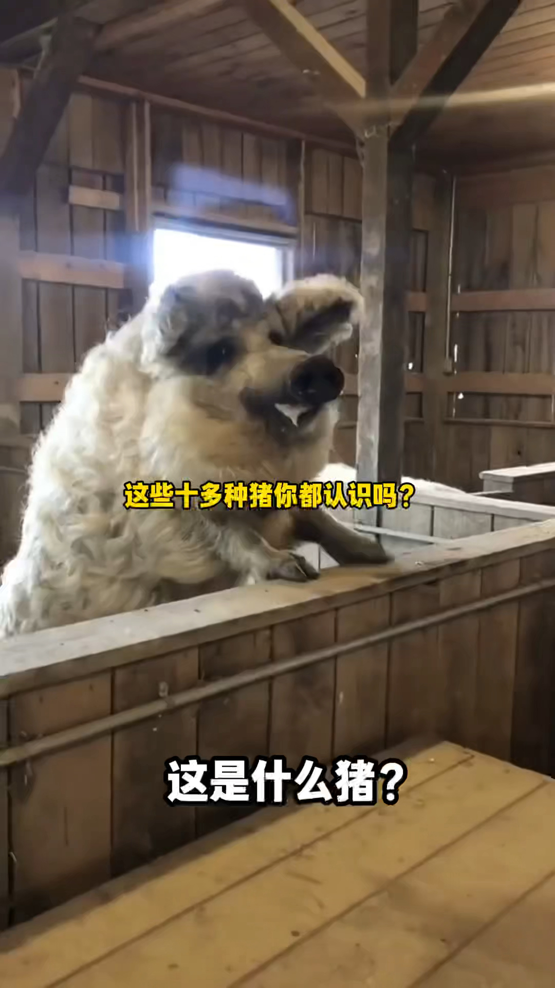 盘点十多种你可能认识和不认识的猪,看你能认识几种猪猪呢