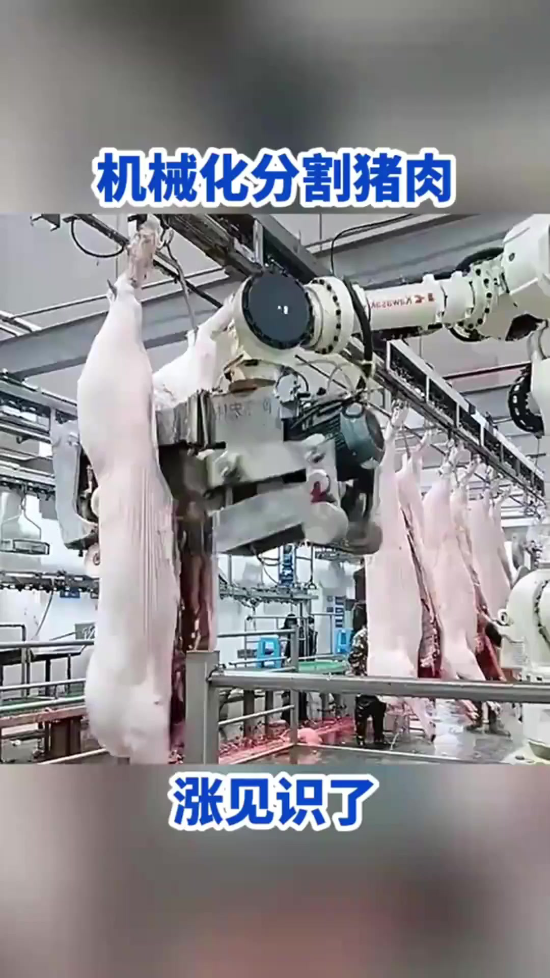 机械化分割猪肉,涨见识了