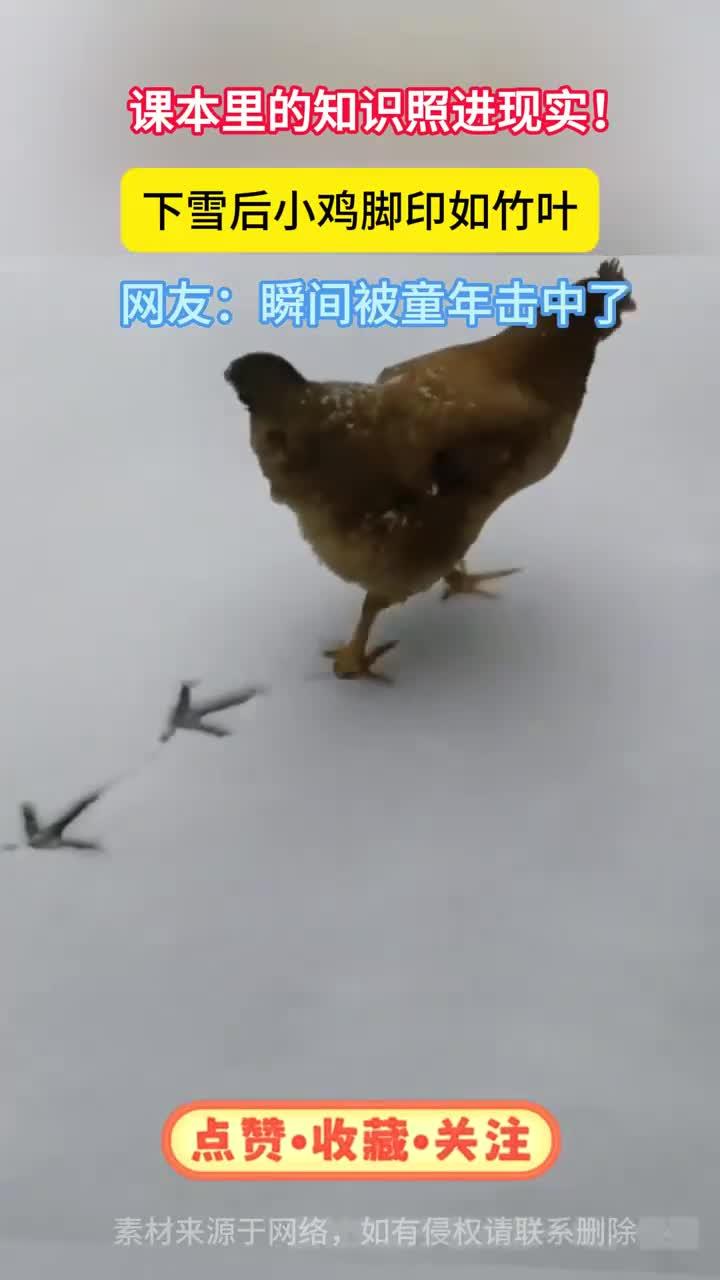 小学语文课本里都是真的,下雪后的小鸡确实能画竹叶
