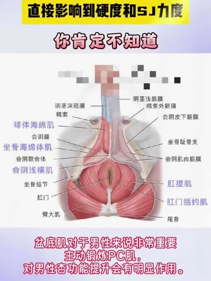 你知道男性哪些肌肉会影响硬度吗