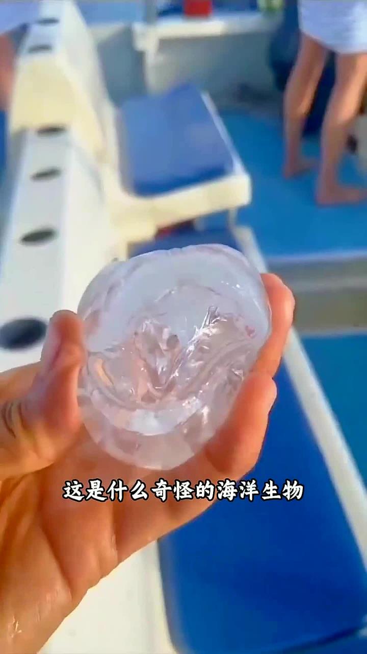 一口气带你认识16种深海巨物,你认识其中哪几种呢?