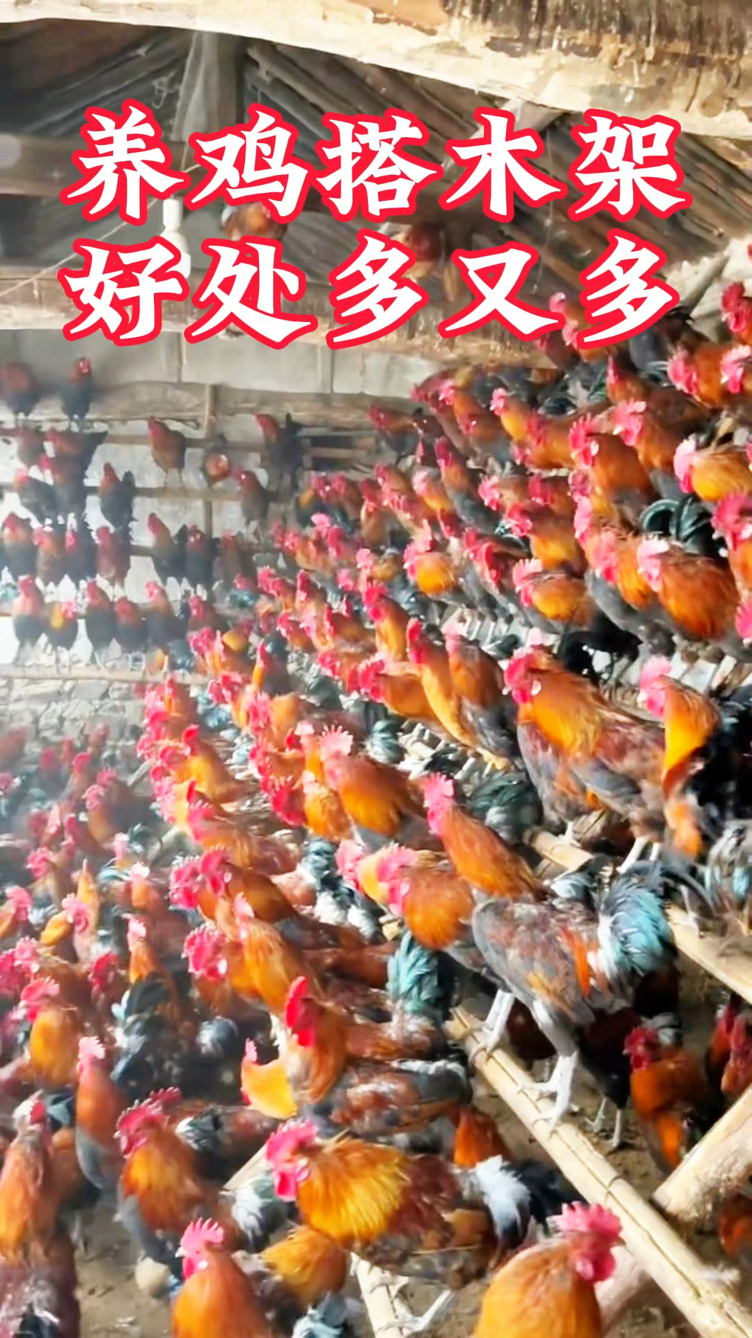 养鸡搭木架,好处多又多