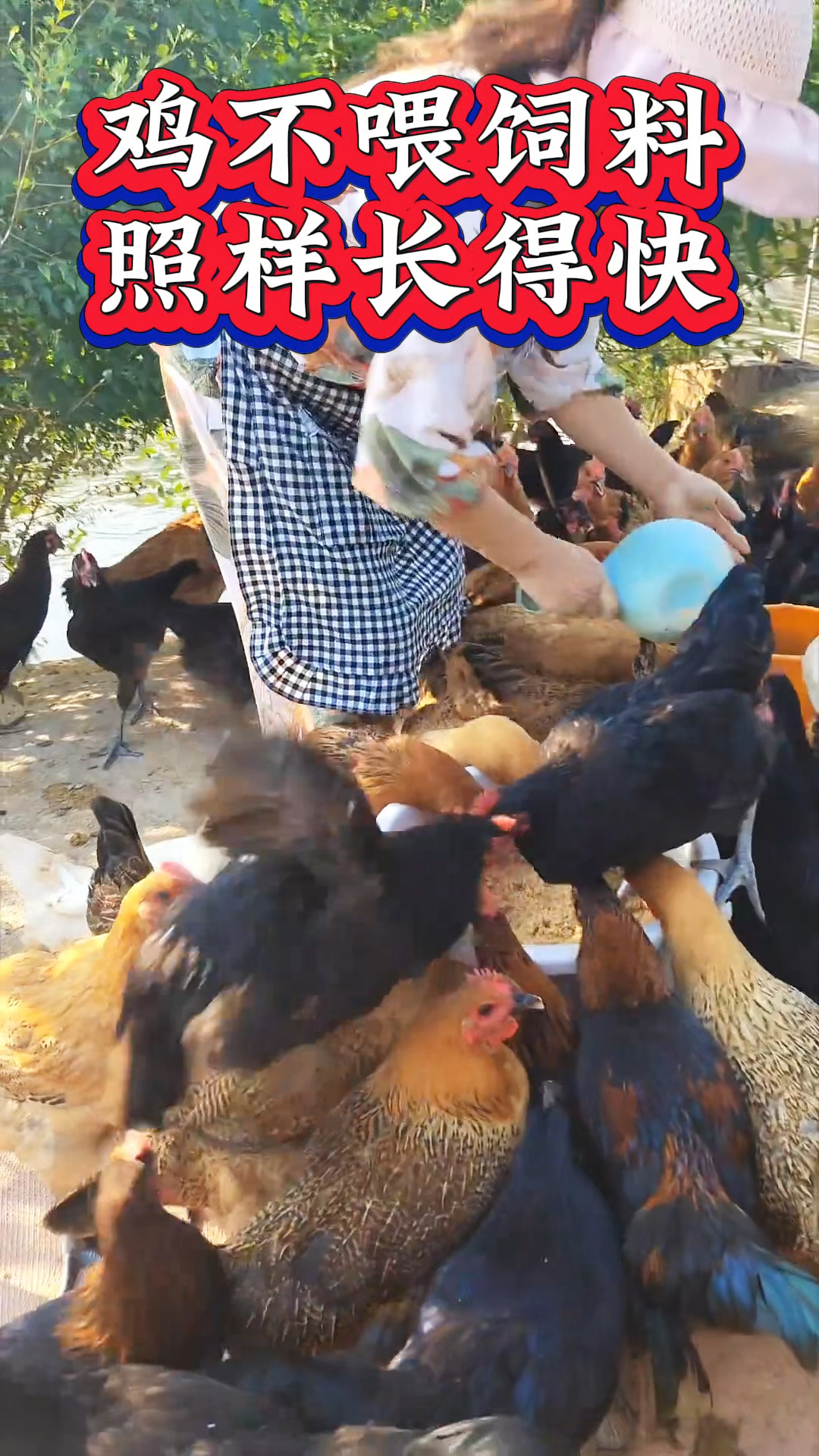 养鸡不喂饲料,照样长得快
