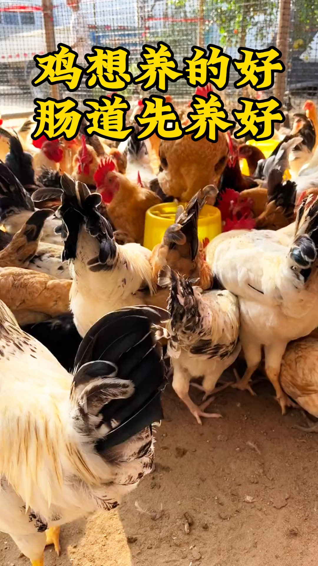 鸡想养的好,肠道先养好