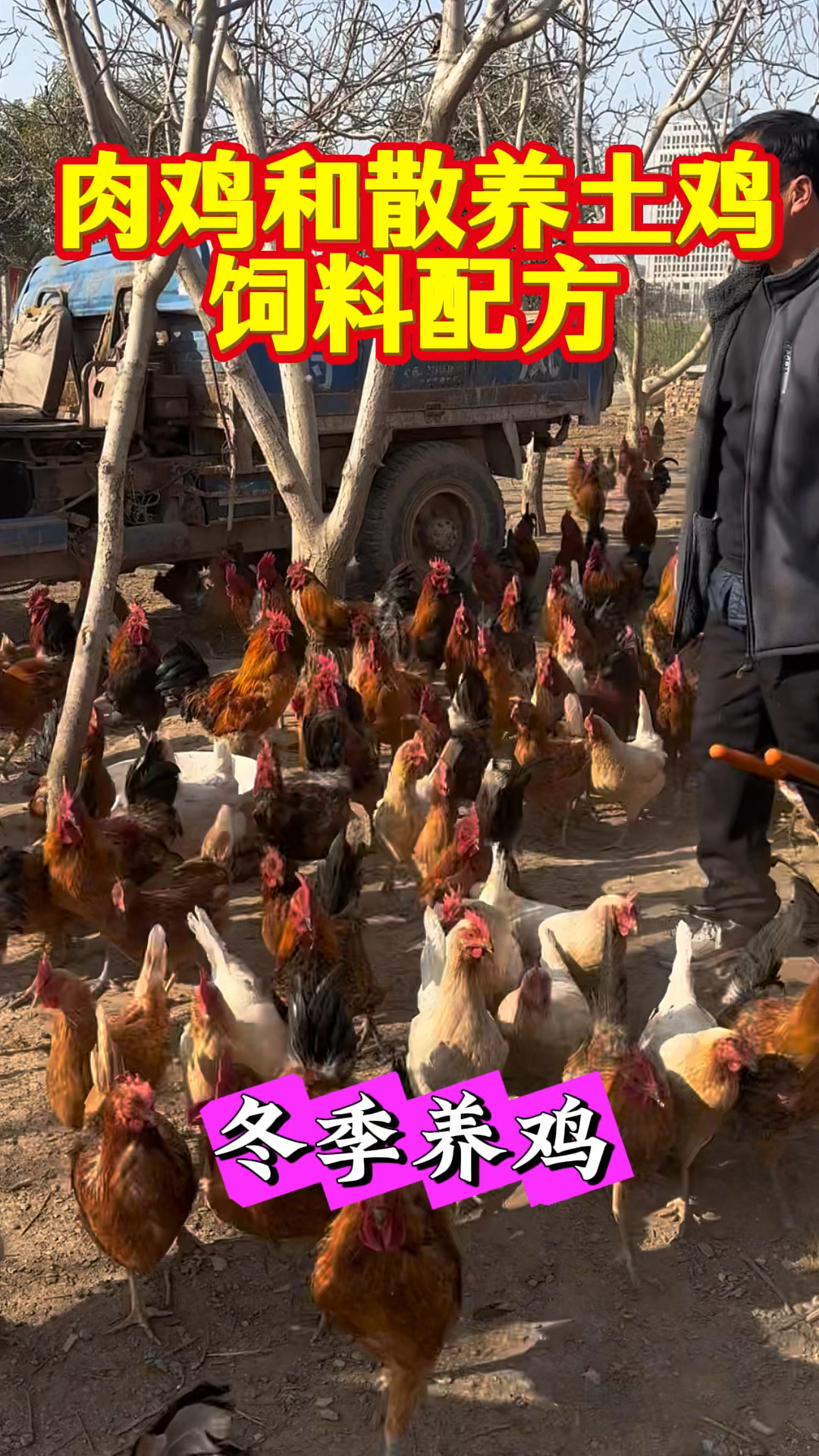 肉鸡和散养土鸡的饲料配方