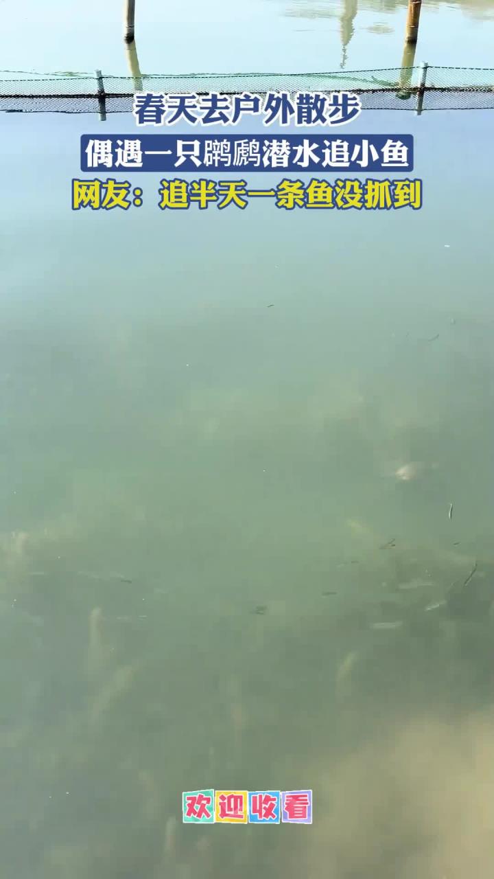 春天去户外散步，偶遇一只潜水追小鱼，网友：追半天一条鱼没抓到