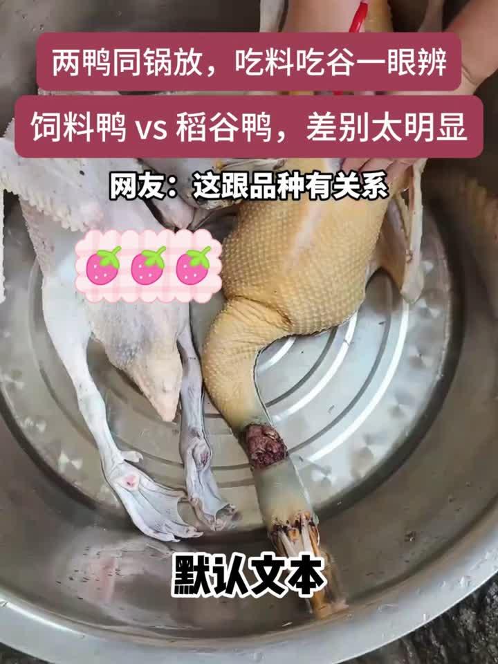 两只鸭鸭处理完放在一起,吃饲料和稻谷一眼就能认出来