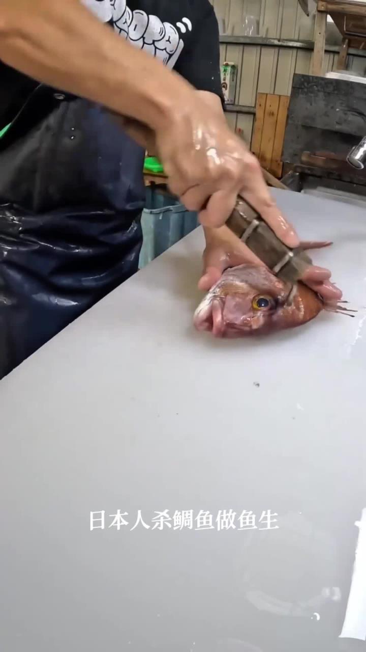 日本人杀鲷鱼做鱼生，鱼瞬间就领了盒饭，刀工手法狠