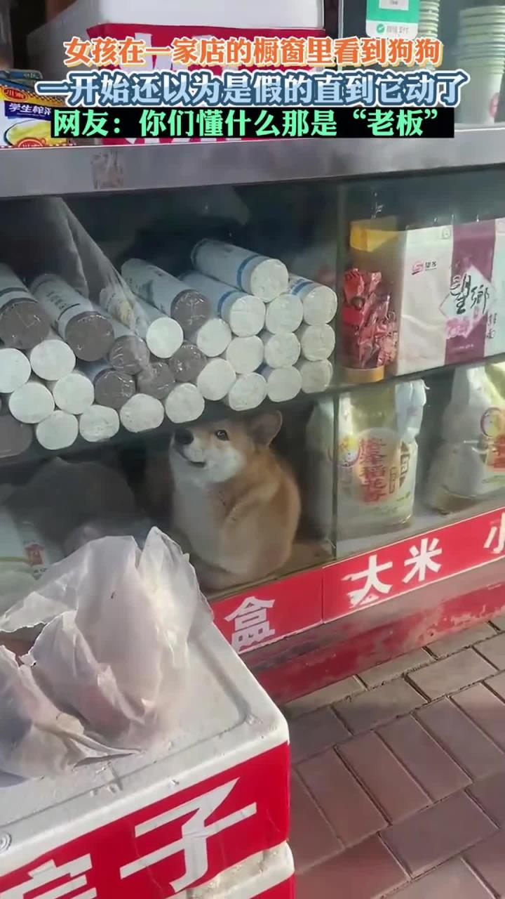 女孩在一家店的橱窗里看到狗狗 网友你们懂什么那是老板