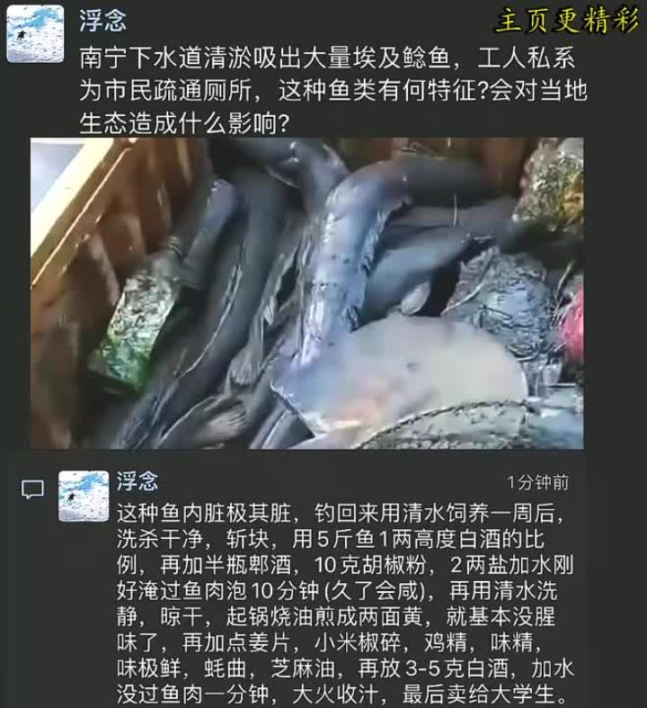 用鲶鱼清理下水道,午餐竟然点了清蒸鲶鱼!享受美好时光