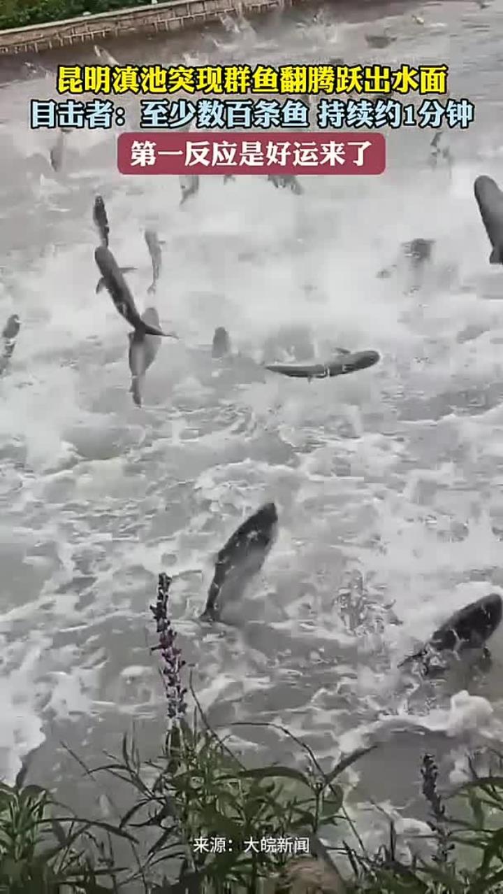 昆明滇池突现群鱼翻腾跃出水面 目击者：至少数百条鱼 持续了1分钟 第一反应是好运来了