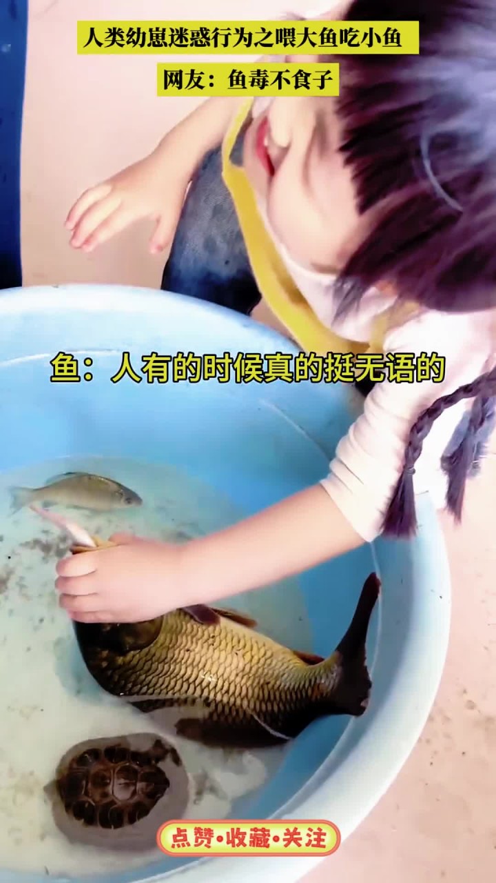 人类幼崽迷惑行为之喂大鱼吃小鱼 网友:鱼毒不食子