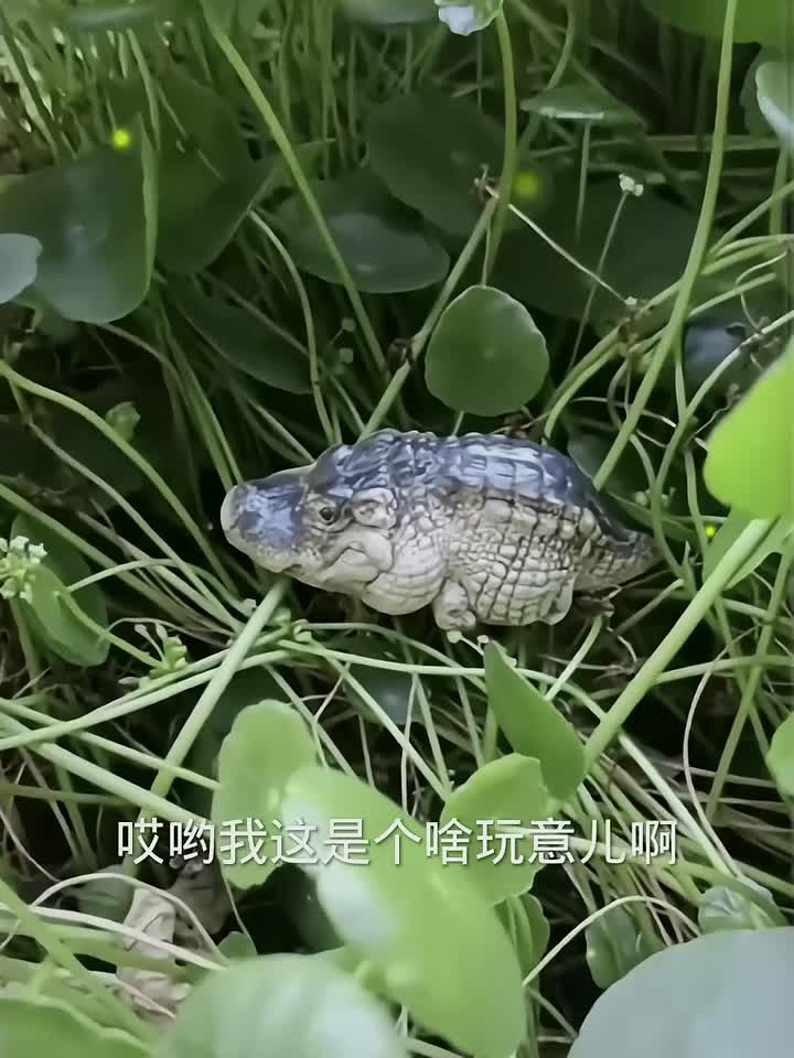 两箱迷你小鳄鱼,还好它妈妈不在