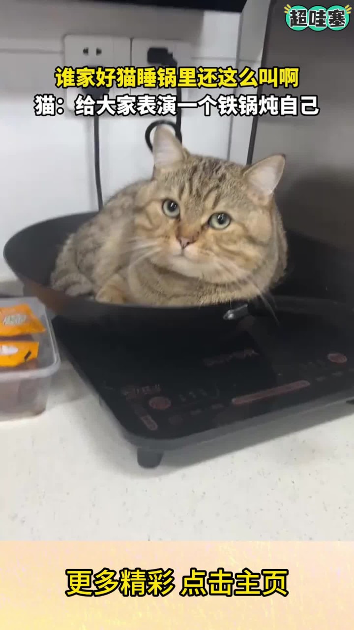 谁家好猫睡锅里还这么叫啊猫：给大家表演一个铁锅炖自己